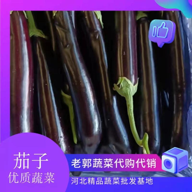 精品长茄，颜色鲜亮，条顺，基地直发欢迎来电采购
