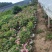 青州华欣花卉棒棒糖月季树欧洲月季园林绿化庭院绿化专用