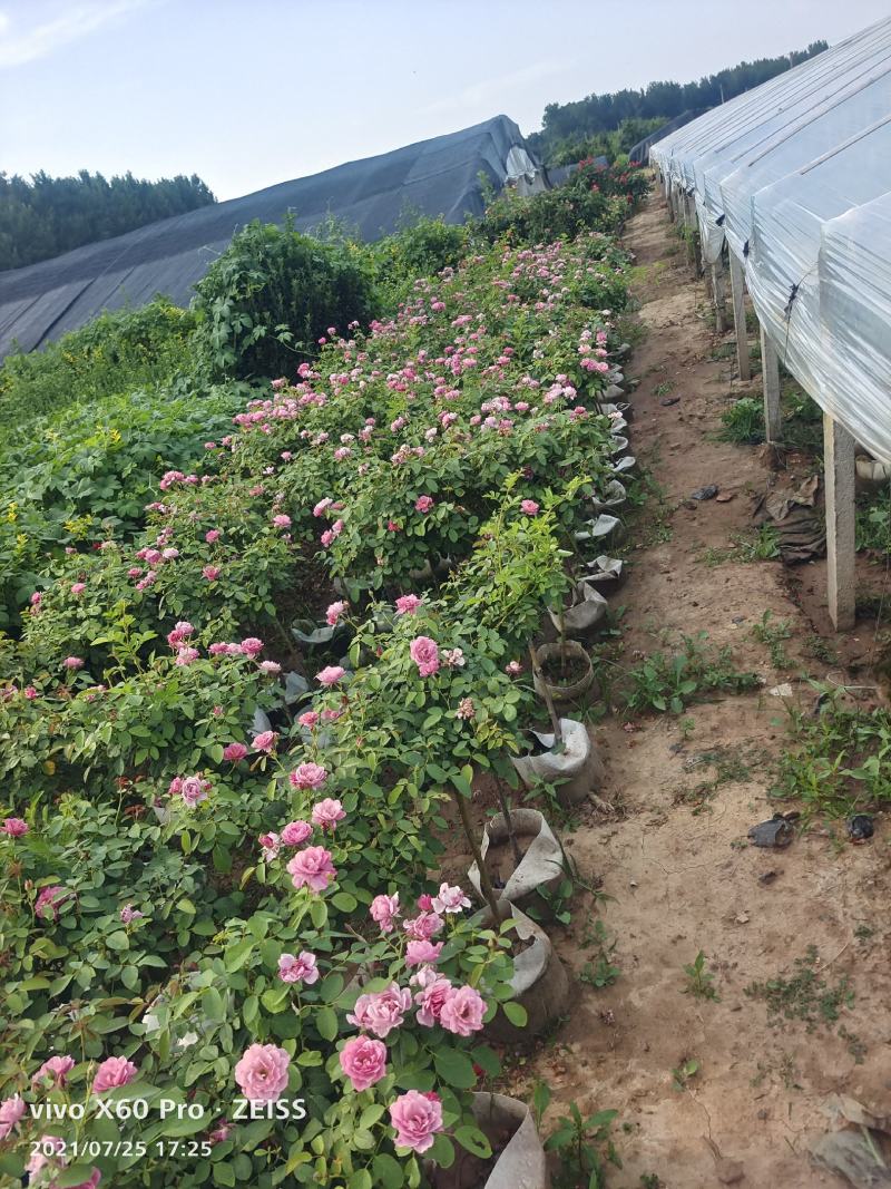 青州华欣花卉棒棒糖月季树欧洲月季园林绿化庭院绿化专用