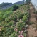 青州华欣花卉棒棒糖月季树欧洲月季园林绿化庭院绿化专用