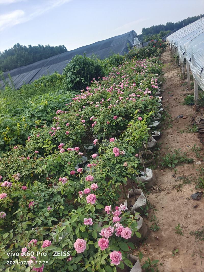 青州华欣花卉棒棒糖月季树欧洲月季园林绿化庭院绿化专用
