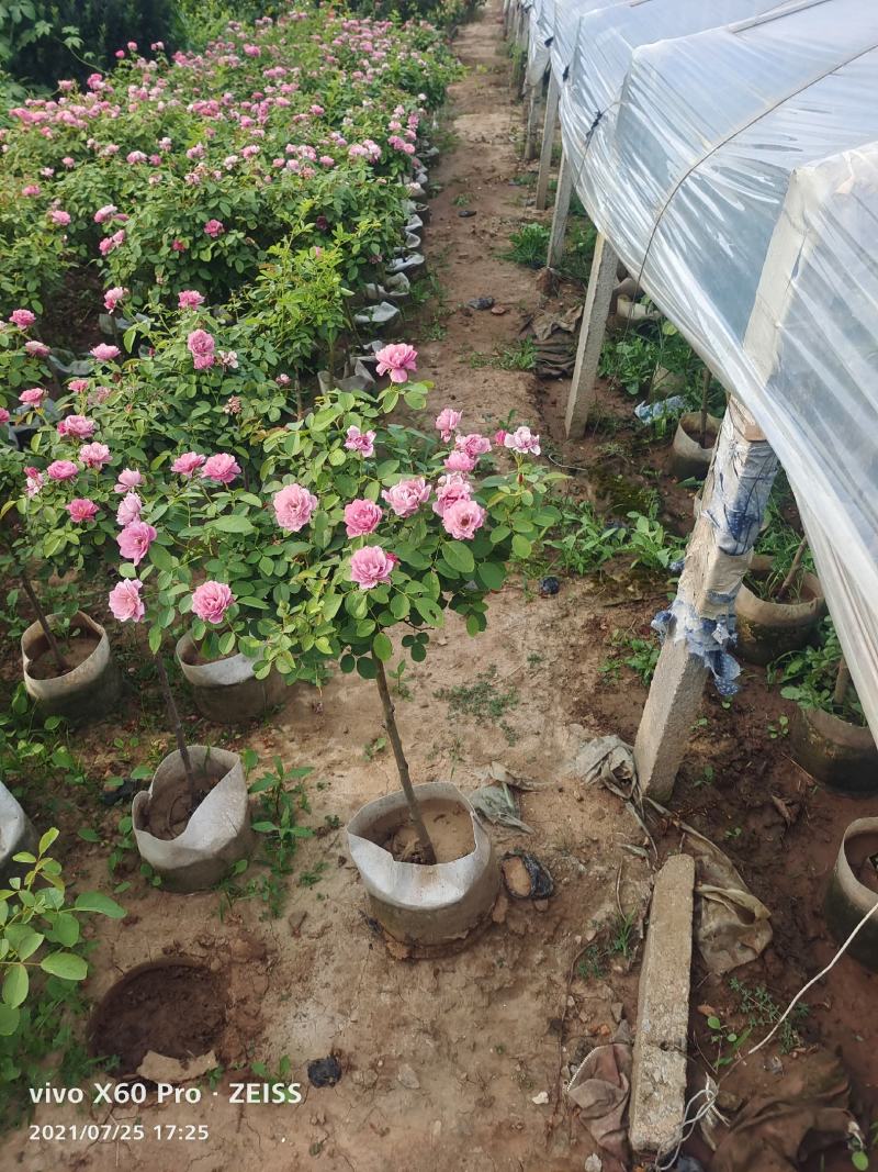 青州华欣花卉棒棒糖月季树欧洲月季园林绿化庭院绿化专用
