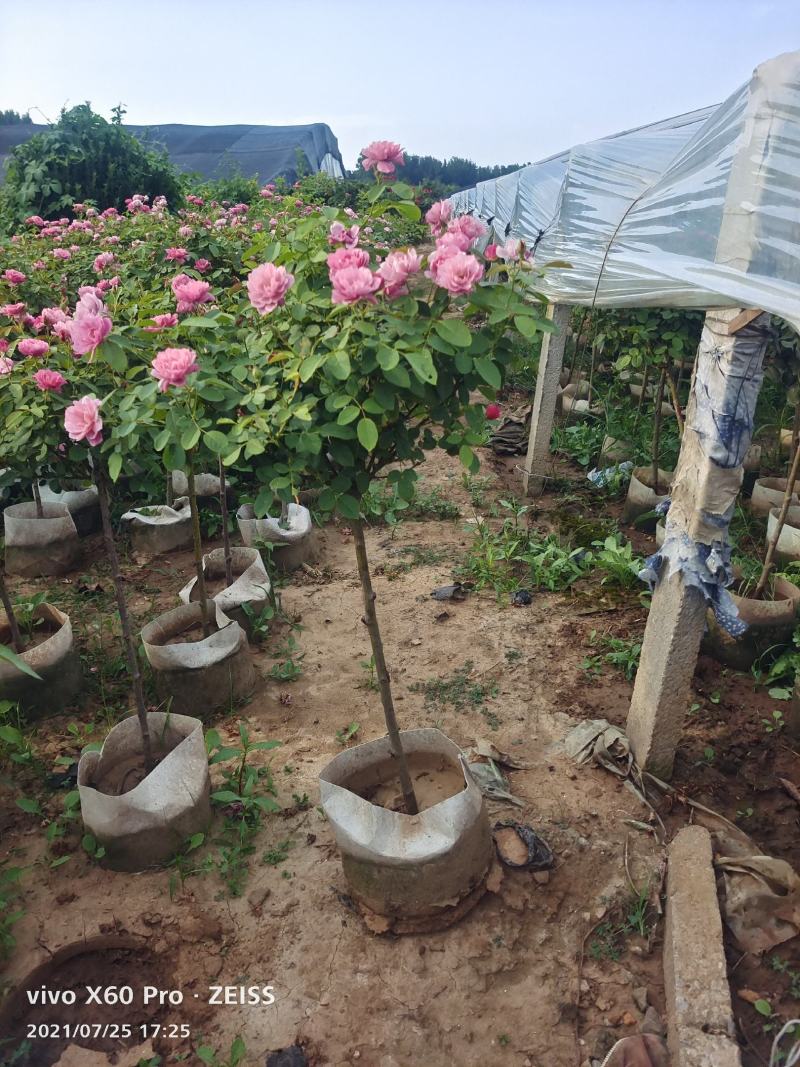 青州华欣花卉棒棒糖月季树欧洲月季园林绿化庭院绿化专用