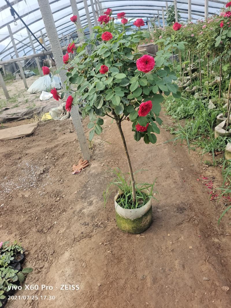 青州华欣花卉棒棒糖月季树欧洲月季园林绿化庭院绿化专用