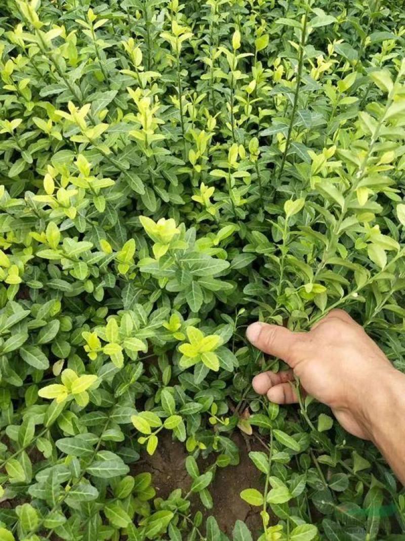 青州华欣花卉小叶扶芳藤绿化苗木