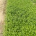 青州华欣花卉小叶扶芳藤绿化苗木