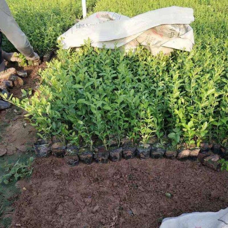 青州华欣花卉小叶扶芳藤绿化苗木