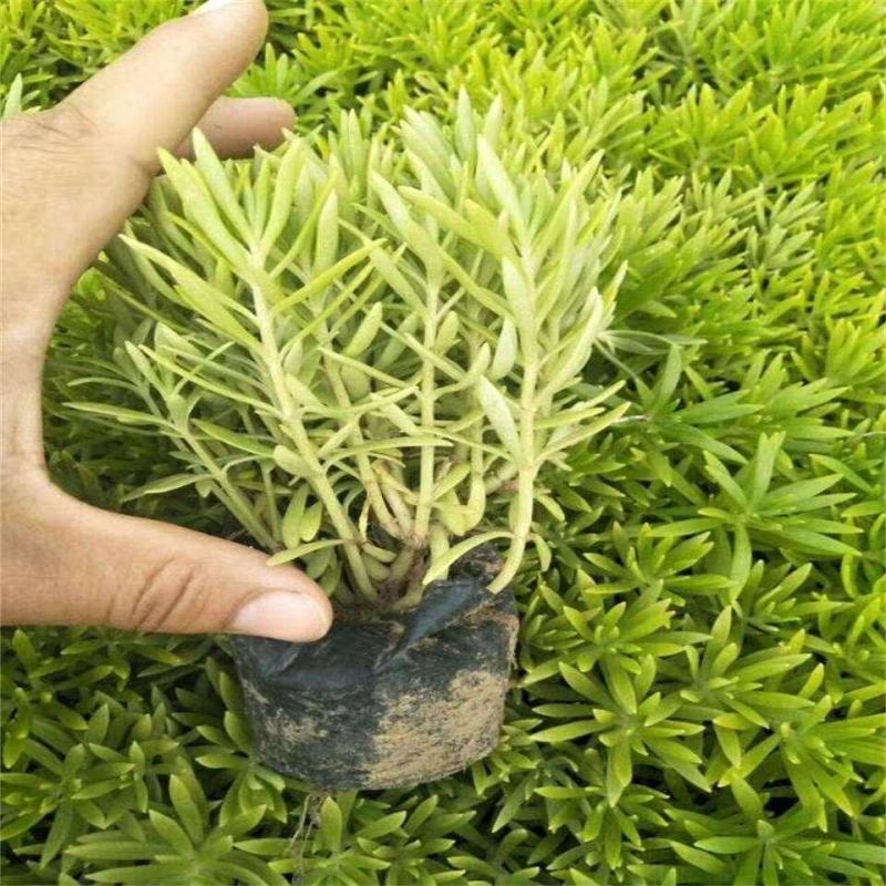 青州华欣花卉佛甲草黄金条绿化草坪