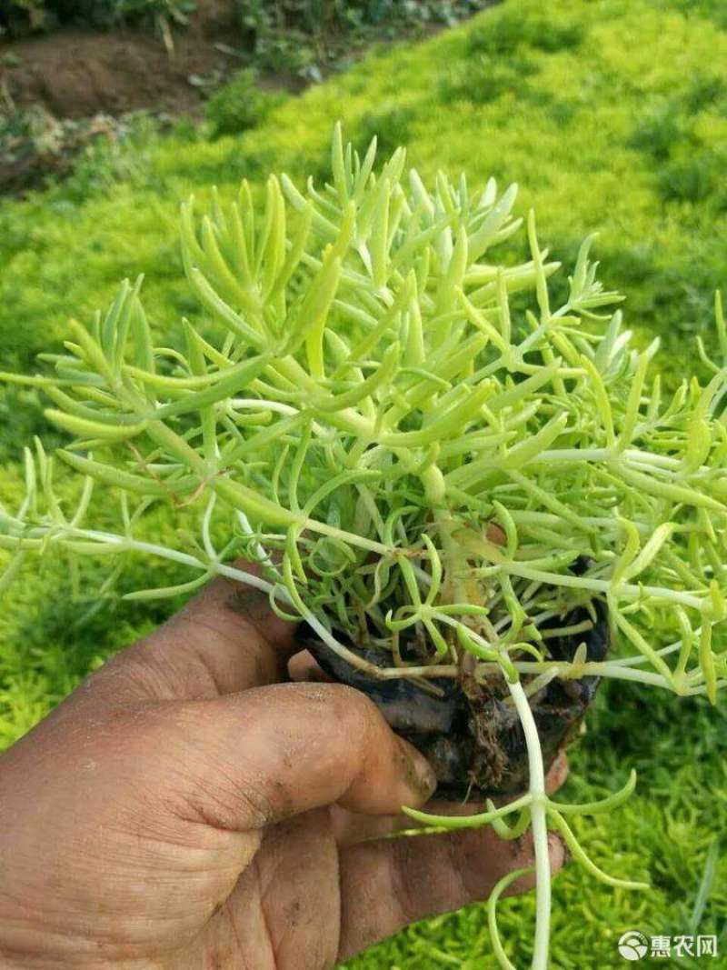 青州华欣花卉佛甲草黄金条绿化草坪