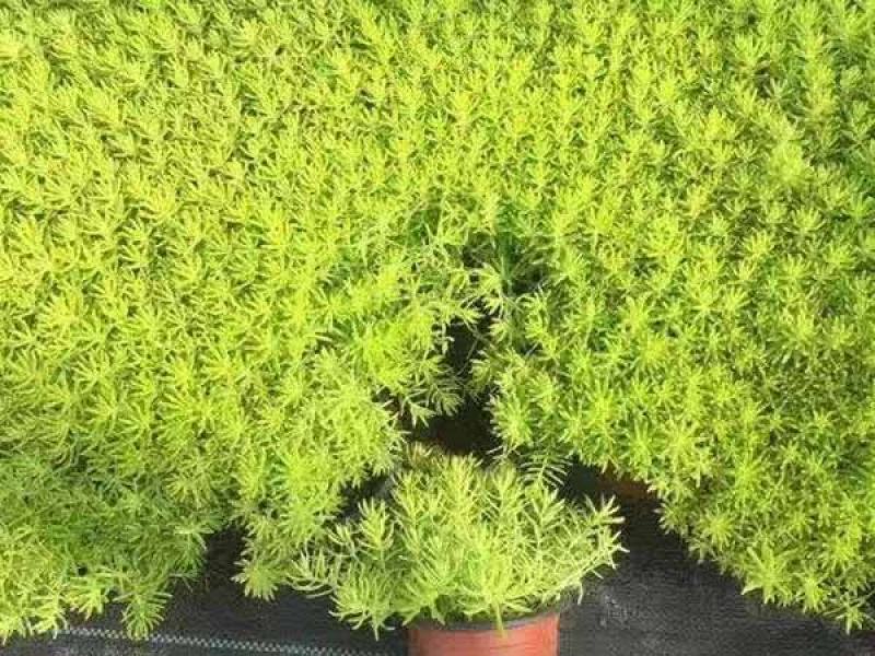 青州华欣花卉佛甲草黄金条绿化草坪