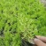青州华欣花卉佛甲草黄金条绿化草坪
