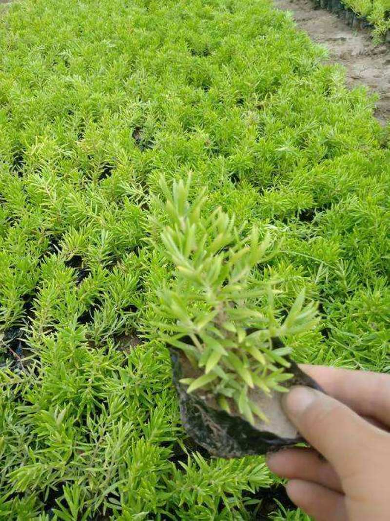 青州华欣花卉佛甲草黄金条绿化草坪
