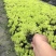 青州华欣花卉佛甲草黄金条绿化草坪