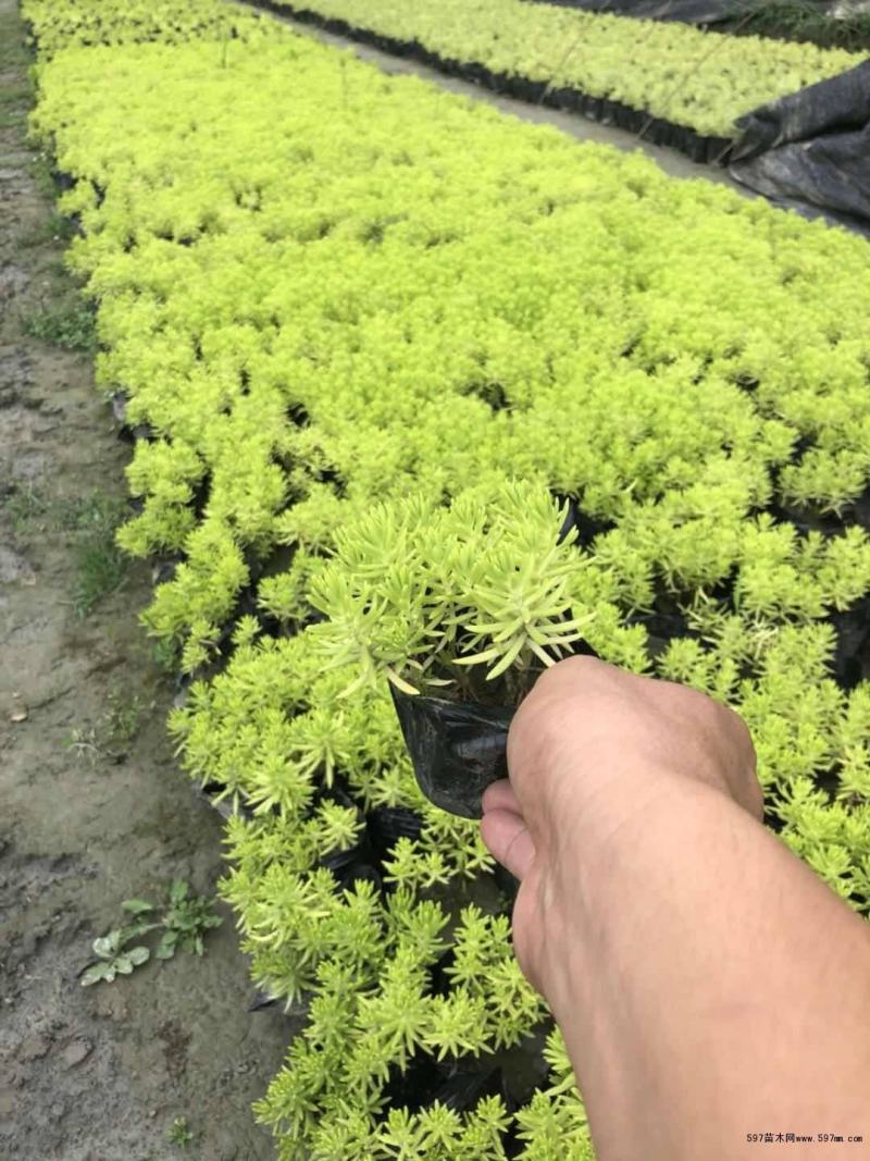 青州华欣花卉佛甲草黄金条绿化草坪
