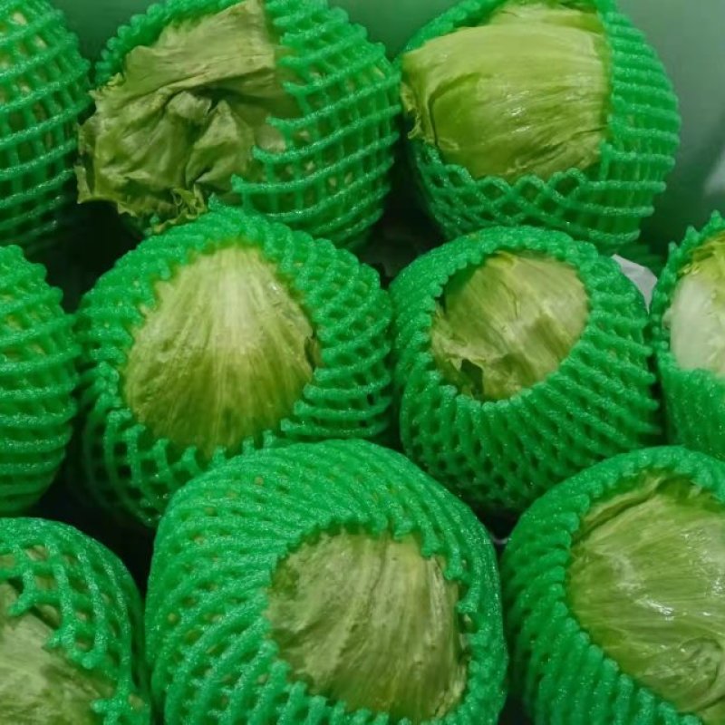 球生菜