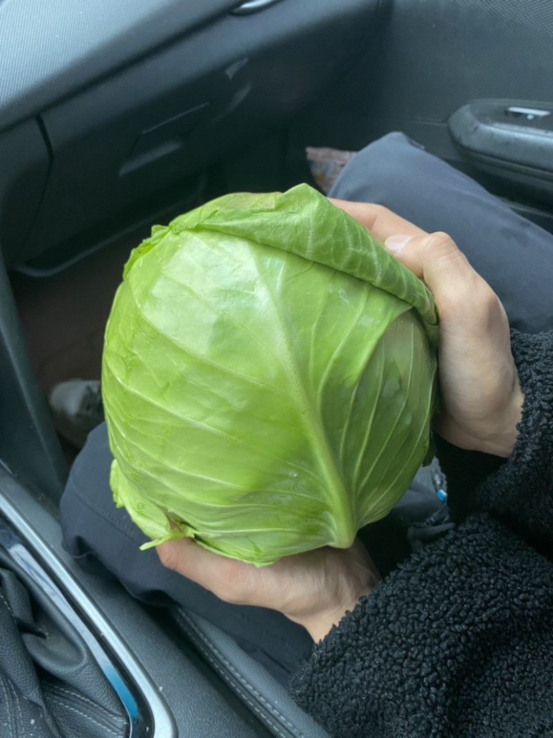 旺旺甘蓝斯特丹包菜有几蔬菜产地直发欢迎大家来采购