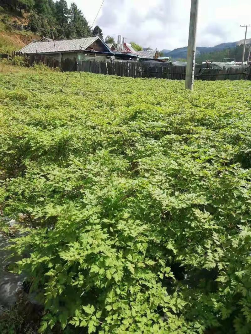 马上就种植当归种苗季节了.4月20号就开始起苗了需要下单