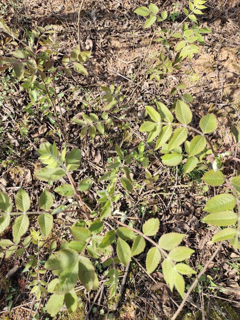 五倍子盐肤木种苗培育基地现挖现发