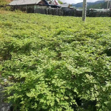 这几天种植当归苗季节了我基地4月20号就起当归苗了需要种