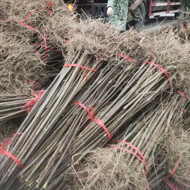 江西油桐苗千年桐三年桐种苗基地