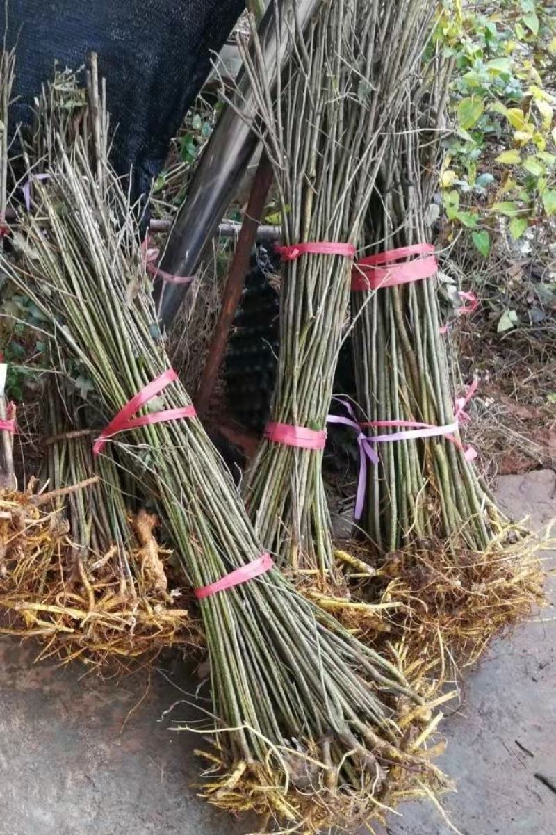 江西油桐苗千年桐三年桐种苗基地