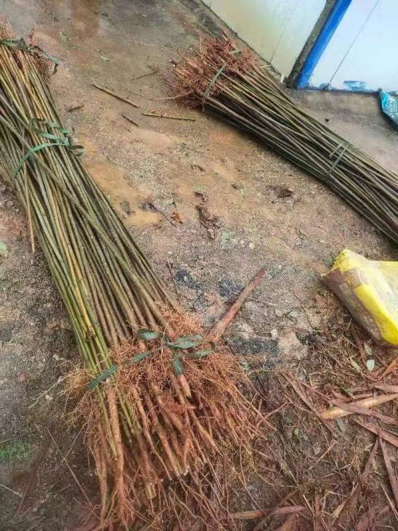 江西油桐苗千年桐三年桐种苗基地