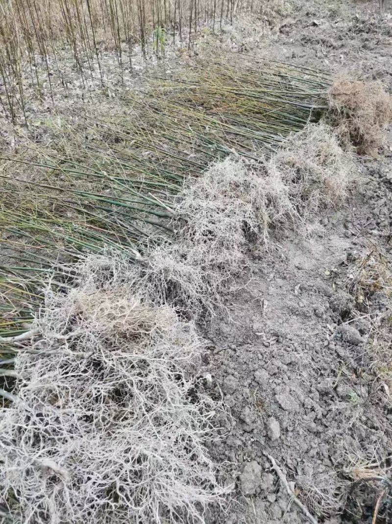 江西油桐苗千年桐三年桐种苗基地