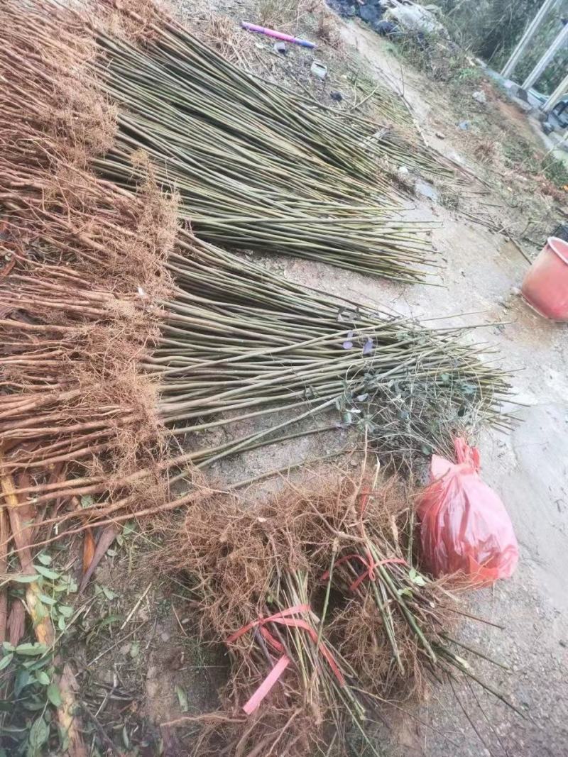 江西油桐苗千年桐三年桐种苗基地