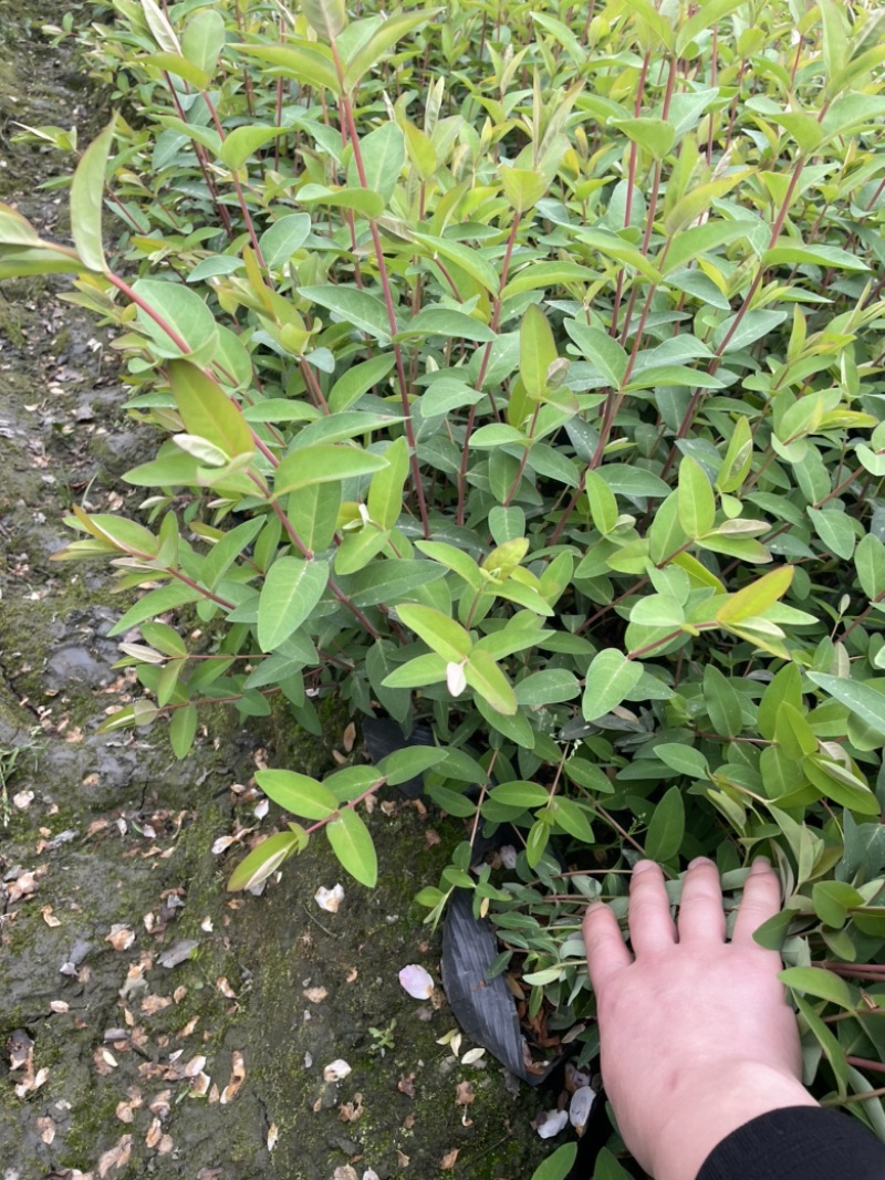 金丝桃