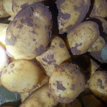 新疆喀什土豆🥔库房发货各种层次各种级别都有