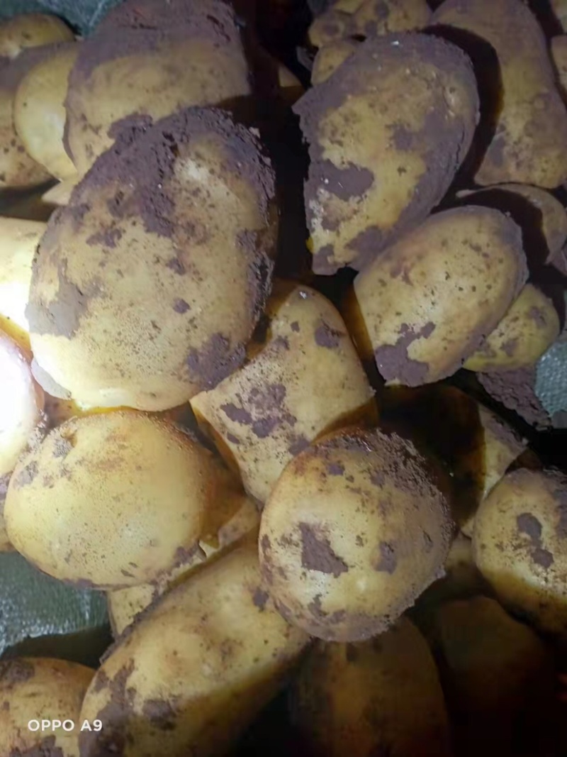 新疆喀什土豆🥔库房发货各种层次各种级别都有