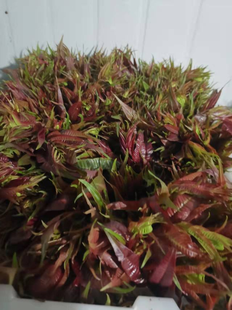 新鲜香椿芽，大量现货，一手货源，欢迎咨询采购