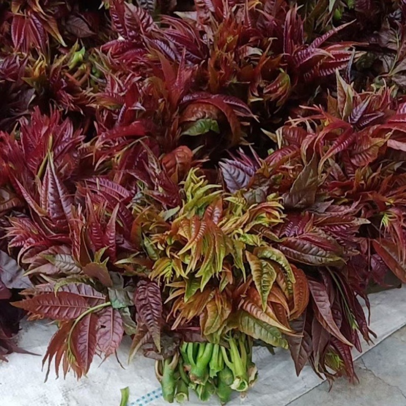 新鲜香椿芽，大量现货，一手货源，欢迎咨询采购