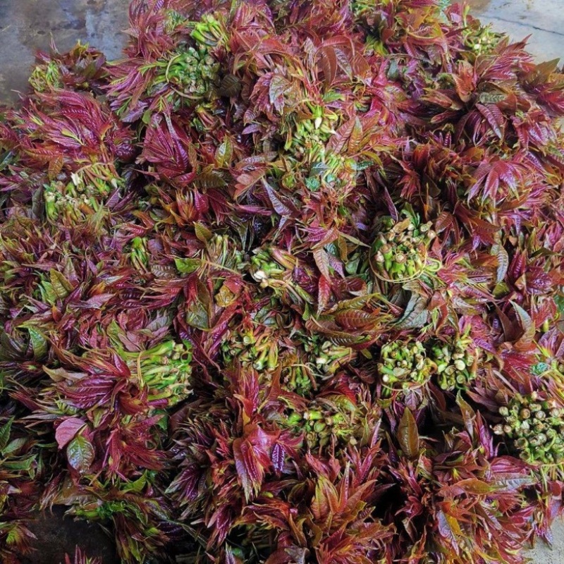 新鲜香椿芽，大量现货，一手货源，欢迎咨询采购