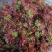 新鲜香椿芽，大量现货，一手货源，欢迎咨询采购