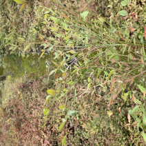 南天竹
