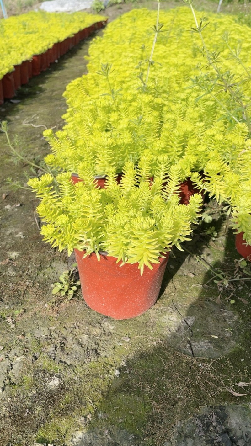 佛甲草