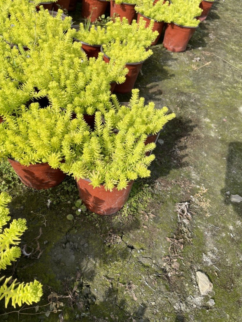 佛甲草