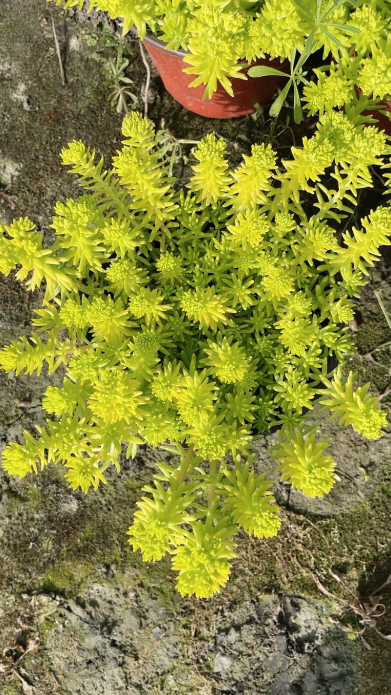 佛甲草