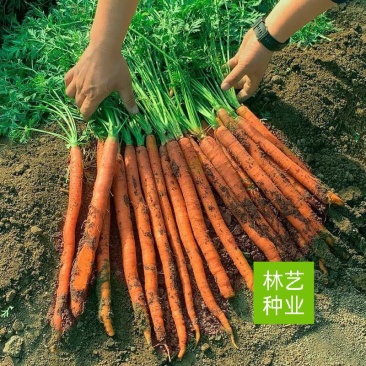 美人指水果胡萝卜种子红胡萝卜种籽甜脆可口夏秋季农家田园蔬