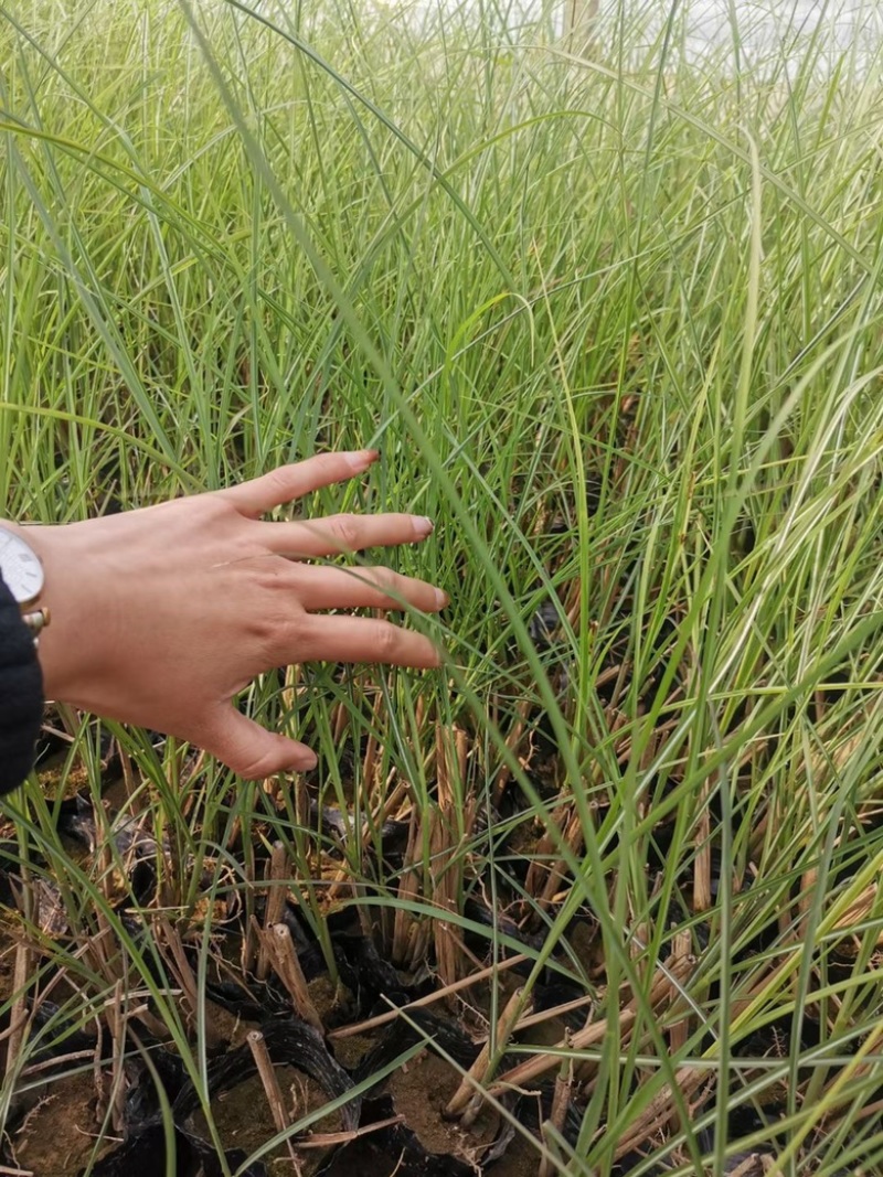 细叶芒