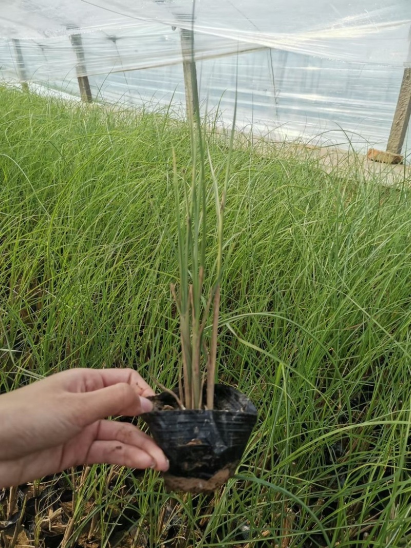细叶芒