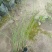 细叶芒