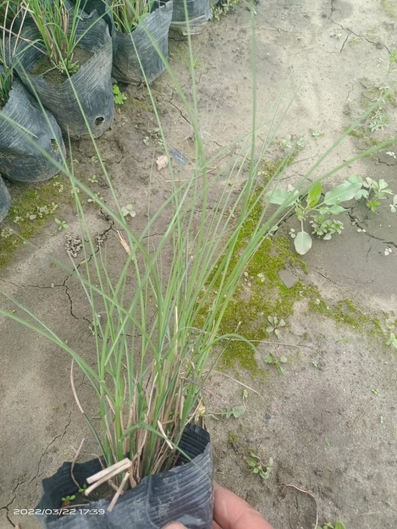 细叶芒