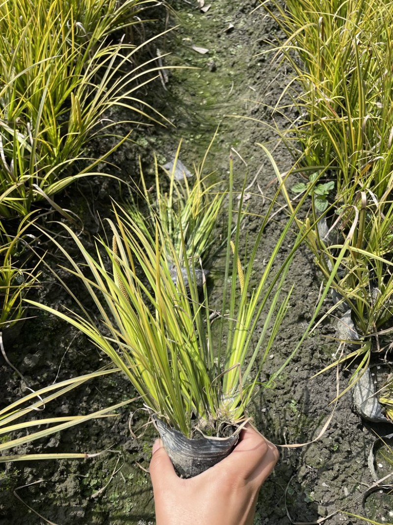 金叶菖蒲