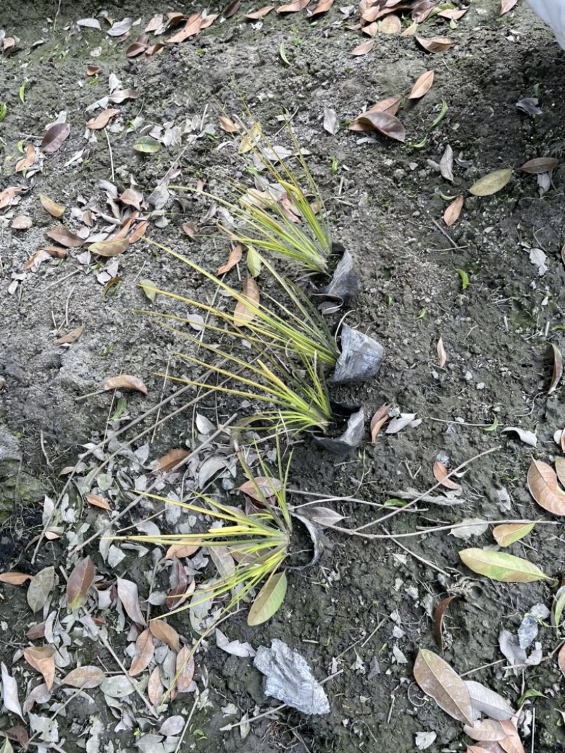 金叶菖蒲