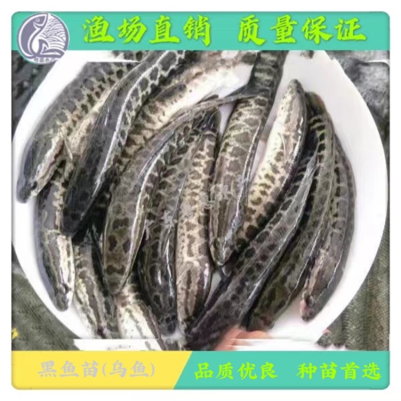 鱼苗优质黑鱼苗淡水生鱼苗活体乌鱼苗发财鱼苗