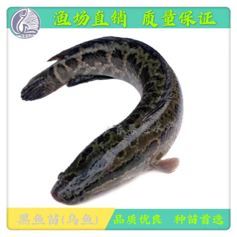 鱼苗优质黑鱼苗淡水生鱼苗活体乌鱼苗发财鱼苗