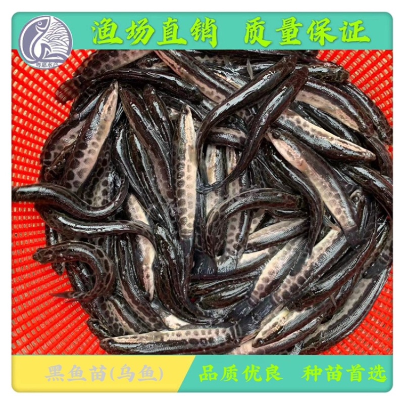 鱼苗优质黑鱼苗淡水生鱼苗活体乌鱼苗发财鱼苗