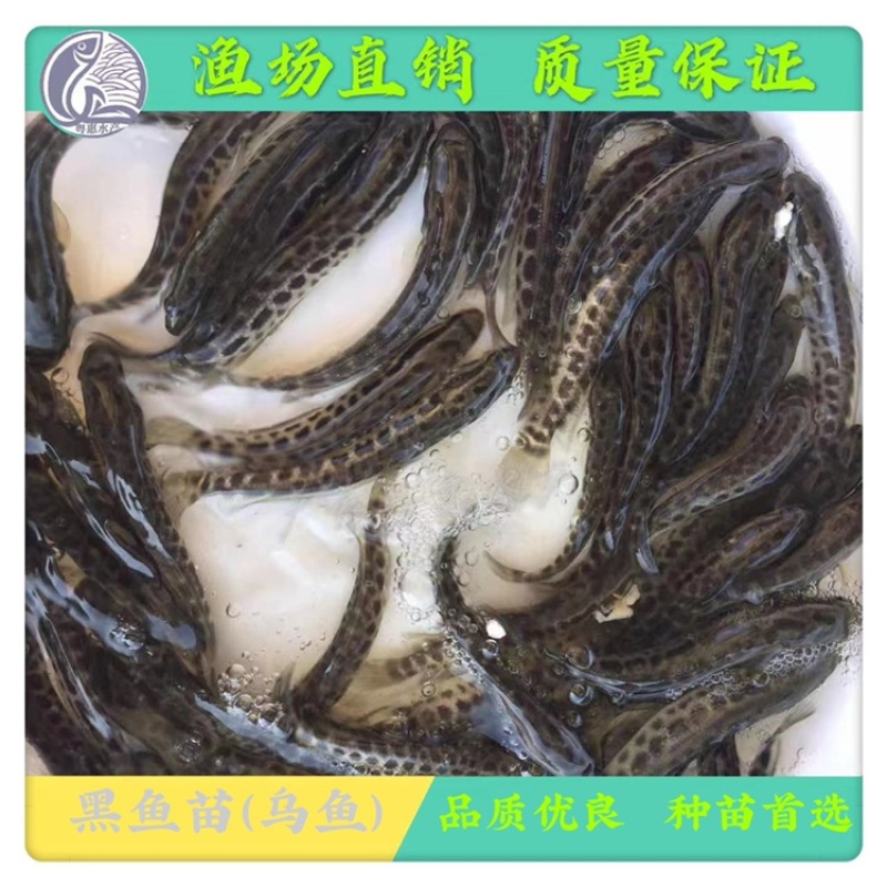 鱼苗优质黑鱼苗淡水生鱼苗活体乌鱼苗发财鱼苗
